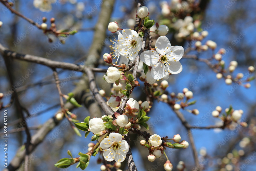 White flowers bloom on the branches of the cherry tree in early spring on a sunny day against a blue sky White flowers bloom on the branches of the cherry tree in early spring on a sunny day against a blue sky