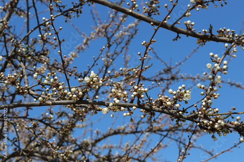 White flowers bloom on the branches of the cherry tree in early spring on a sunny day against a blue sky