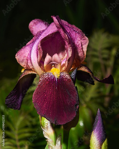 Purple iris and a bud with drops of water during the rain on a dark background