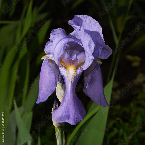 Delicate purple iris on a dark background. Beautiful decorative flower