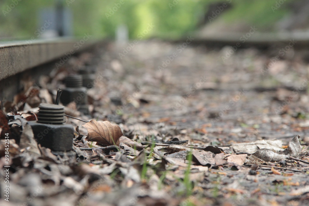 Obraz premium The Remain of the last Autumn #1