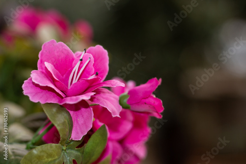 I fiori del mio giardino