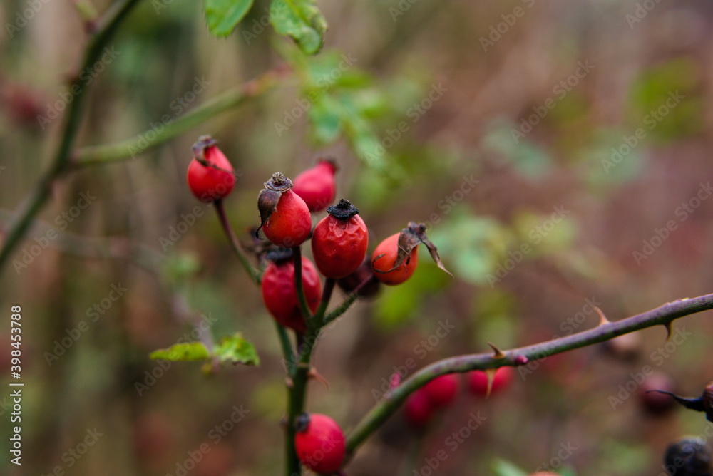 red rose hips red rose hips