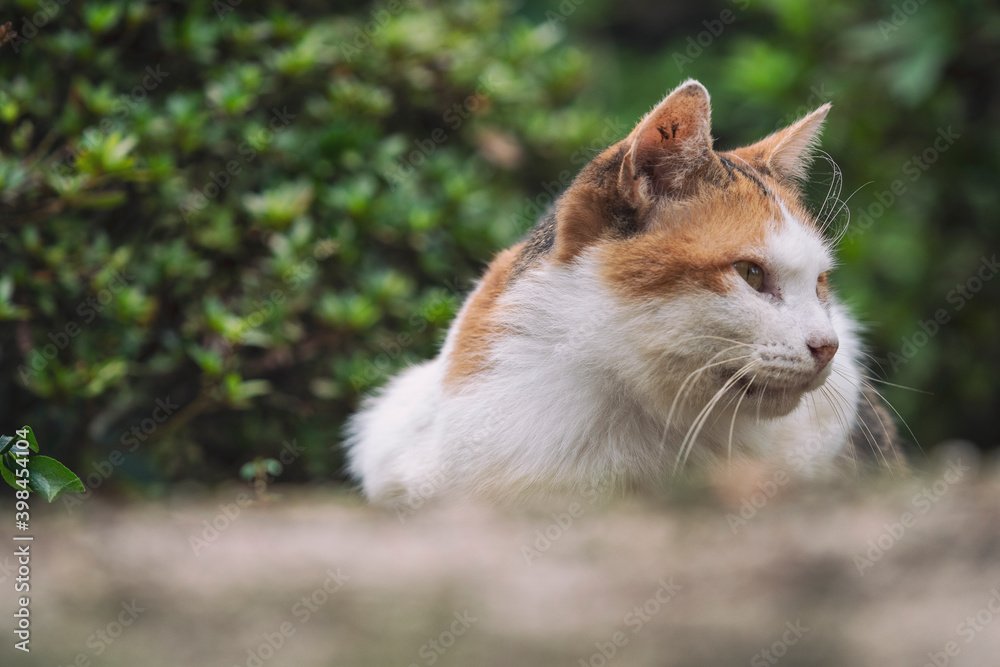 When I went to the temple, there was a friendly cat there.
When I went to the temple, there was a friendly cat there.