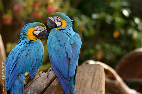 Blue and yellow macaw Perched on a branch in the forest Take pictures that are naturally beautiful. © pongpol
