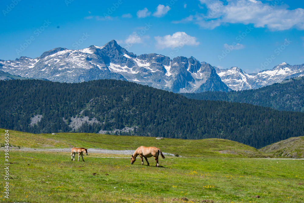 Horse and its colt