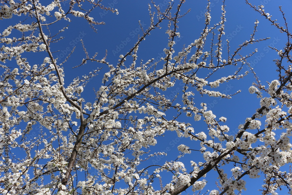 Many white flowers bloomed on the cherry tree in spring in the garden
Many white flowers bloomed on the cherry tree in spring in the garden