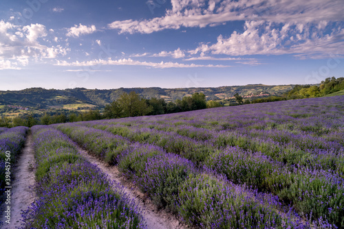 lavender field landscape in Sale San Giovanni, Langhe, province di Cuneo Italy, blue sky and white clouds