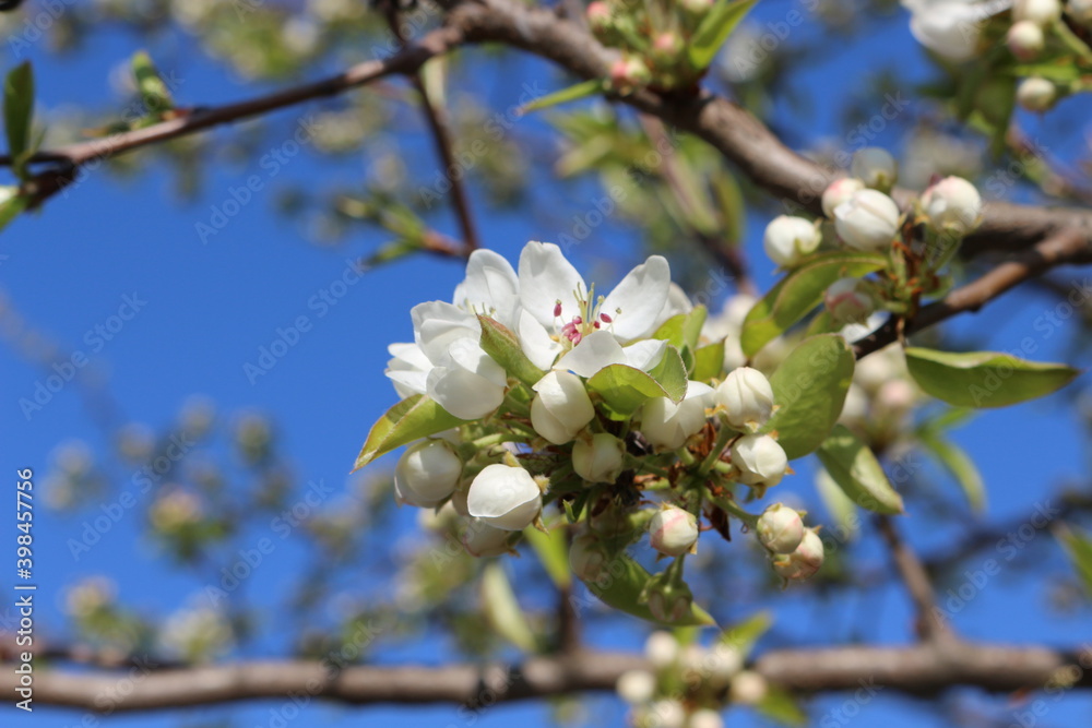 Many white flowers bloomed on the pear tree in the garden in the spring Many white flowers bloomed on the pear tree in the garden in the spring