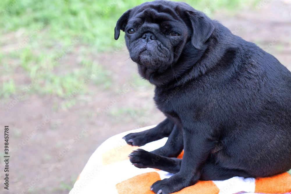 Dog black pug lonely sad sitting on a checkered mat on nature background. Close up. Copy space.