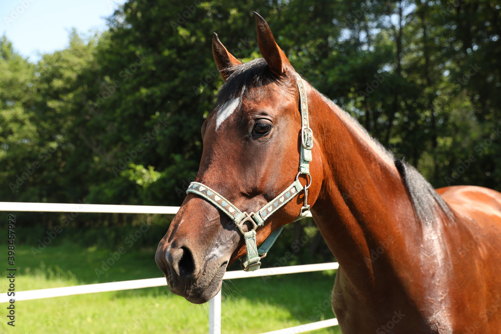 Bay horse in paddock on sunny day. Beautiful pet Bay horse in paddock on sunny day. Beautiful pet