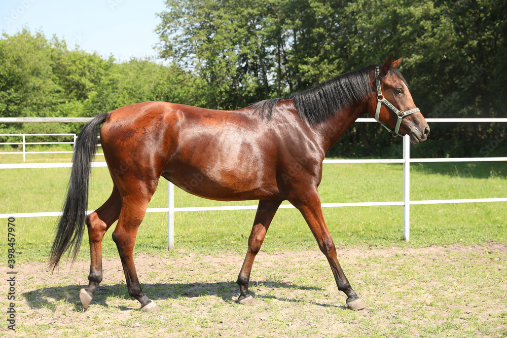 Bay horse in paddock on sunny day. Beautiful pet Bay horse in paddock on sunny day. Beautiful pet