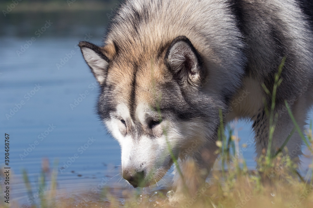 big dog sniffing water in rivers alaskan malamute