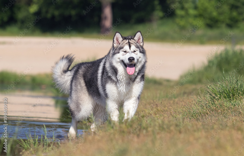 portrait big dog alaskan malamute