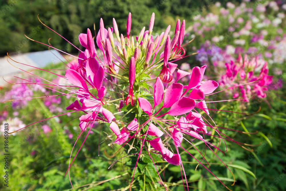 Fototapeta premium Cleome spinosa
