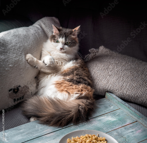 Fluffy tortoiseshell cat sits on a davan leaning on knitted pillows near