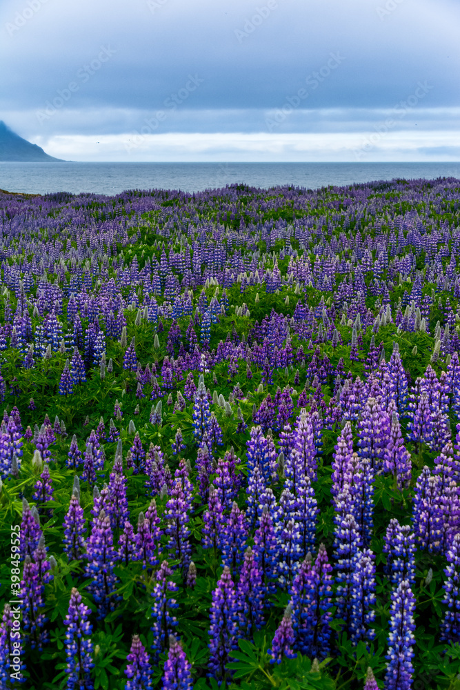 Naklejka premium a field of Lupinus in Skalanes, near Seydisfjordur, Iceland during a cloudy summer day
