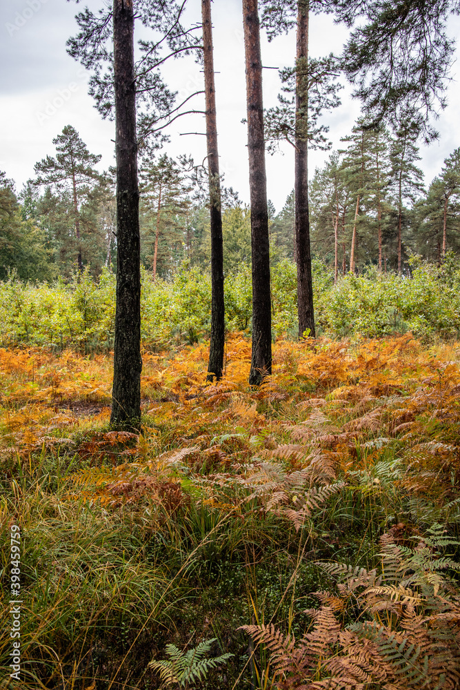 Obraz premium autumn in the forest