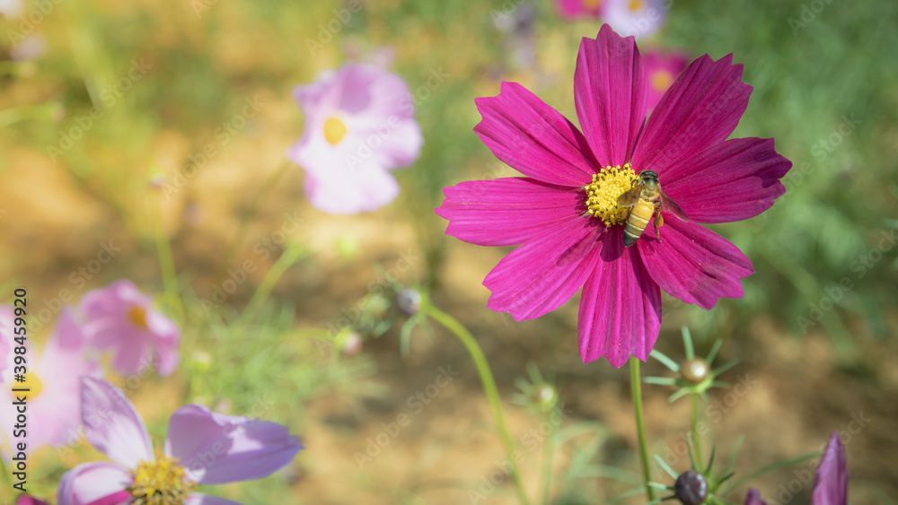 Beautiful cosmos flowers blooming in garden