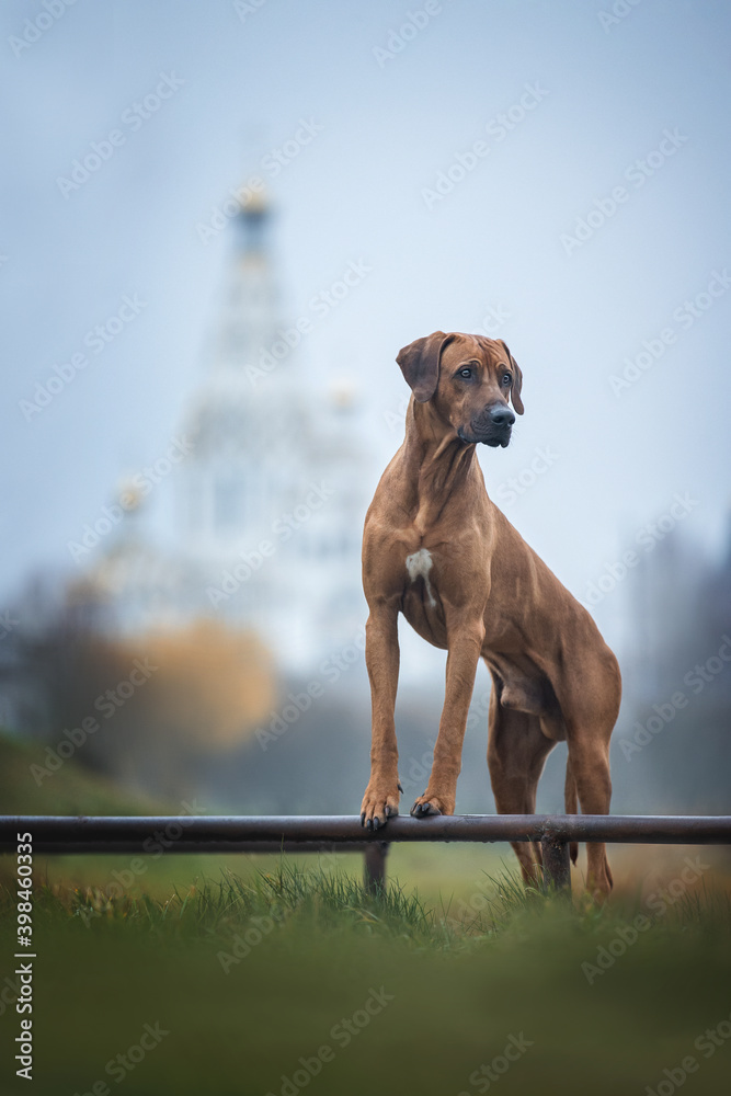 Rhodesian ridgeback dog standing on the hence with its front legs.