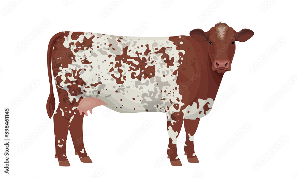 Farm animal Cow. Shorthorn The Best Beef Cattle Breeds. Vector