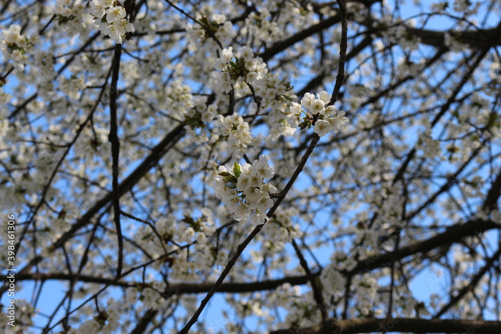 Many white flowers bloomed on the cherry tree in spring in the garden
Many white flowers bloomed on the cherry tree in spring in the garden