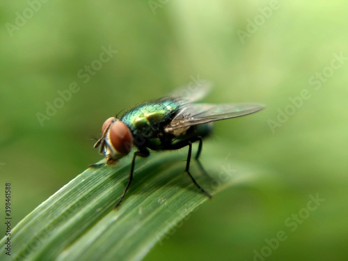 Insect The housefly (Musca domestica) attached to the leaves