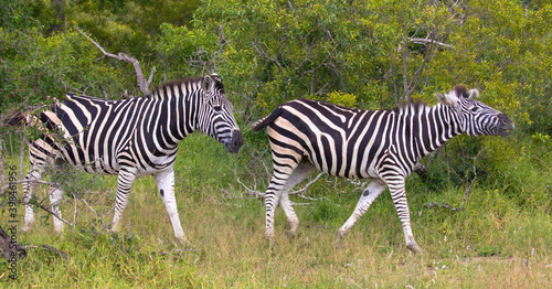 Two zebras walking in the african savannah. Scene at a game drive in National Park South Africa.