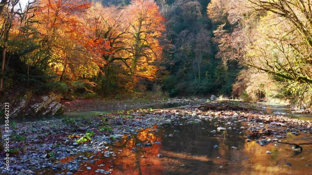 Khosta river at autumn. Flight over the river of Khosta in Caucasus Mountains during autumn sunny day. Yew and Boxwood Grove in Russia Khosta river at autumn. Flight over the river of Khosta in Caucasus Mountains during autumn sunny day. Yew and Boxwood Grove in Russia