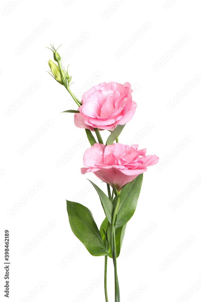 Obraz premium Beautiful fresh Eustoma flowers isolated on white