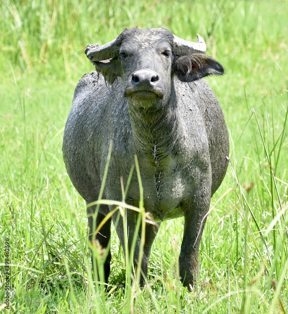 Muddy water buffalo standing in a field looking at the camera Muddy water buffalo standing in a field looking at the camera
