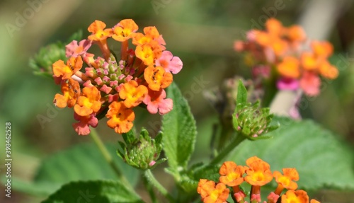 Close up of colourful lantana flowers in bloom in a garden