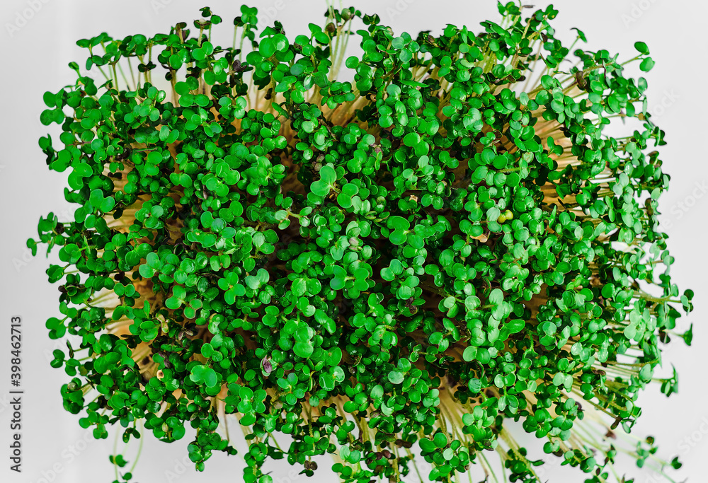 Micro greens, healthy food. Sprouted mustard seeds on a white background. Top view. Natural products, conscious consumption Micro greens, healthy food. Sprouted mustard seeds on a white background. Top view. Natural products, conscious consumption