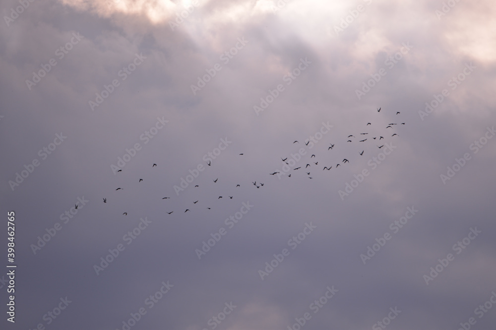 a large flock of wild pigeons flying in the summer sky. Columba palumbus birds in freedom a large flock of wild pigeons flying in the summer sky. Columba palumbus birds in freedom