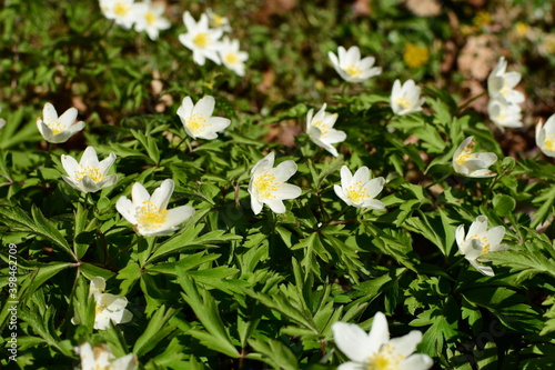 Weiße Blüten im Wald leuchten im Sonnenschein