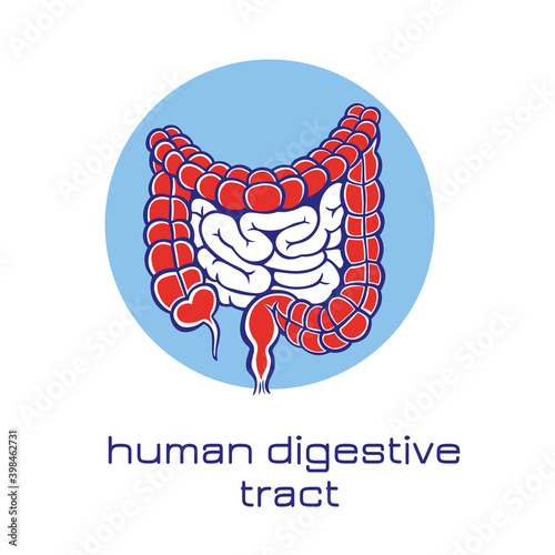Human digestive tract icon. Vector illustration.