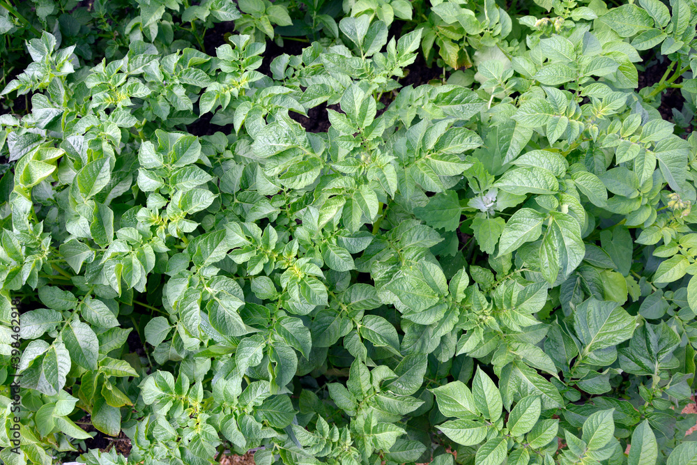 Background from potato leaves. Garden shrub euonymus. Natural headpiece made of carved leaves. Back picture for writing text. Background from potato leaves. Garden shrub euonymus. Natural headpiece made of carved leaves. Back picture for writing text.