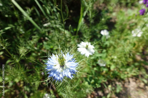 Double blue and white flower of Nigella damascena in June