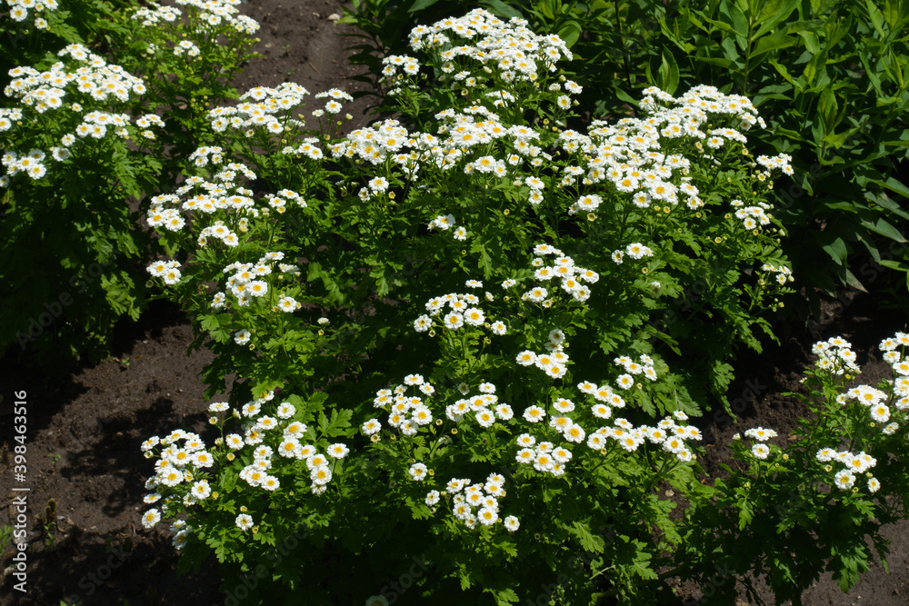 Plenty of white flower heads of Tanacetum parthenium in June Plenty of white flower heads of Tanacetum parthenium in June