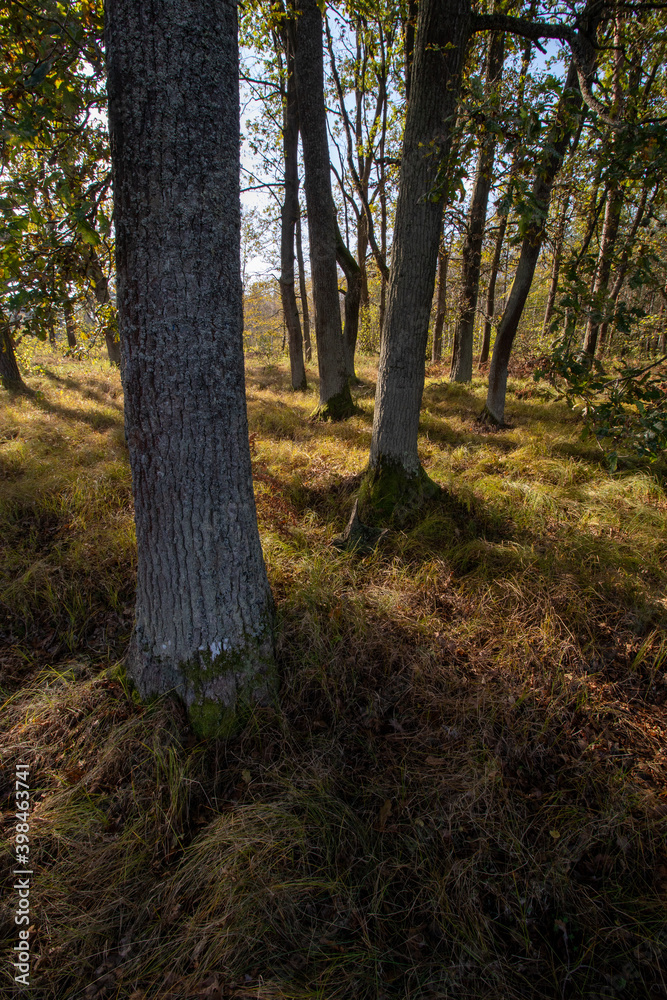 autumn in the forest autumn in the forest