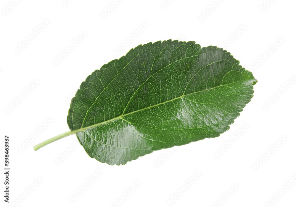 Fototapeta premium Green leaf of apple tree isolated on white