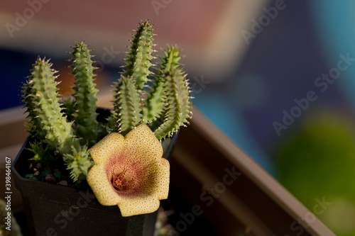 Close up Huernia succulent plant with a beautiful yellow flower in a pot. Popular houseplant. photo