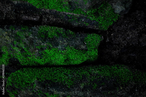Dark green creepy moss texture background on old rustic weathered stone rock. © sulit.photos