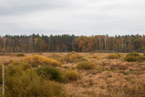 autumn in the forest