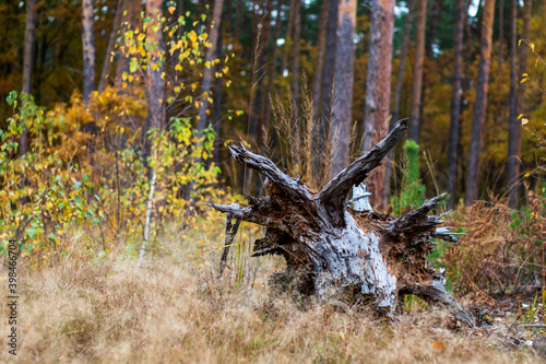 stump in the forest