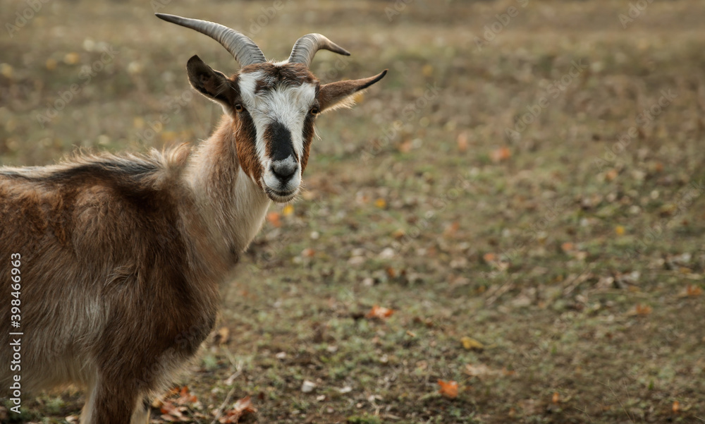 Goat grazing on autumn pasture. Farm animal