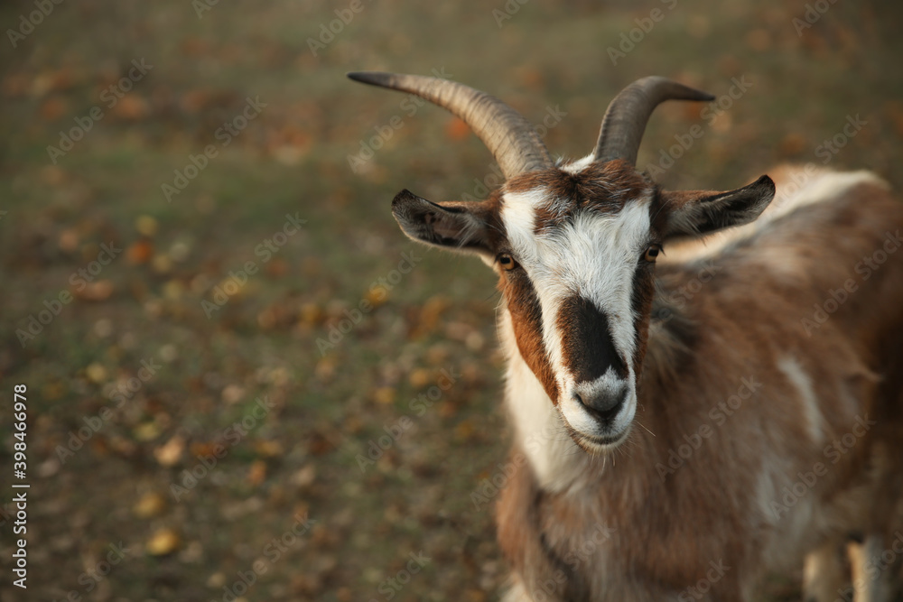 Goat grazing on autumn pasture. Farm animal Goat grazing on autumn pasture. Farm animal