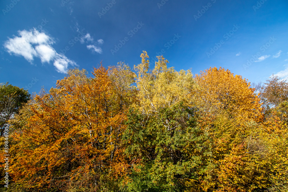 autumn trees in the forest