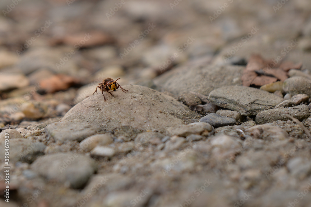 large forest wasp walking on the ground. Vespa crabro a dangerous venomous insect large forest wasp walking on the ground. Vespa crabro a dangerous venomous insect