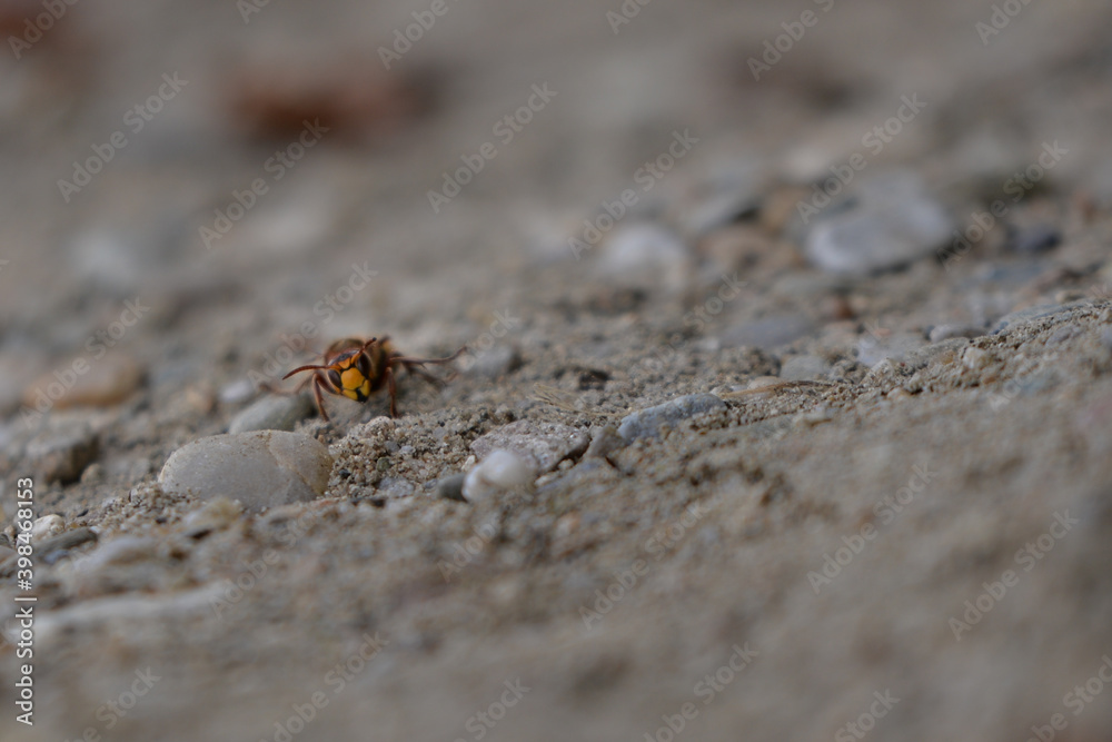 large forest wasp walking on the ground. Vespa crabro a dangerous venomous insect